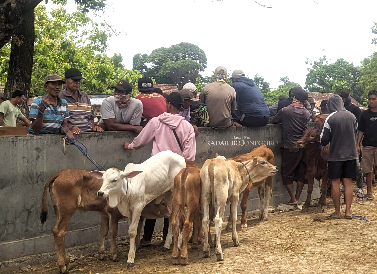 TERNAK: Penjual sapi di Pasar Pon Blora tampak ramai sebelum PMK merebak lagi di awal tahun ini. (M. LUKMAN HAKIM/RADAR BOJONEGORO)