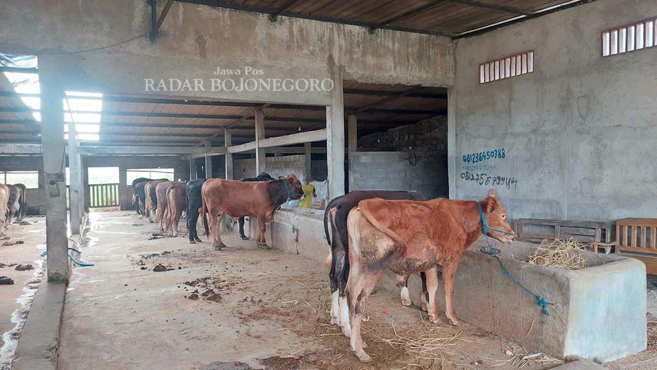 IRUS PMK: Beberapa ekor sapi berjajar di sebuah kandang di Desa/Kecamatan Banjarejo tampak sehat di tengah virus PMK sedang merebak. (M.LUKMAN HAKIM/RADAR BOJONEGORO)