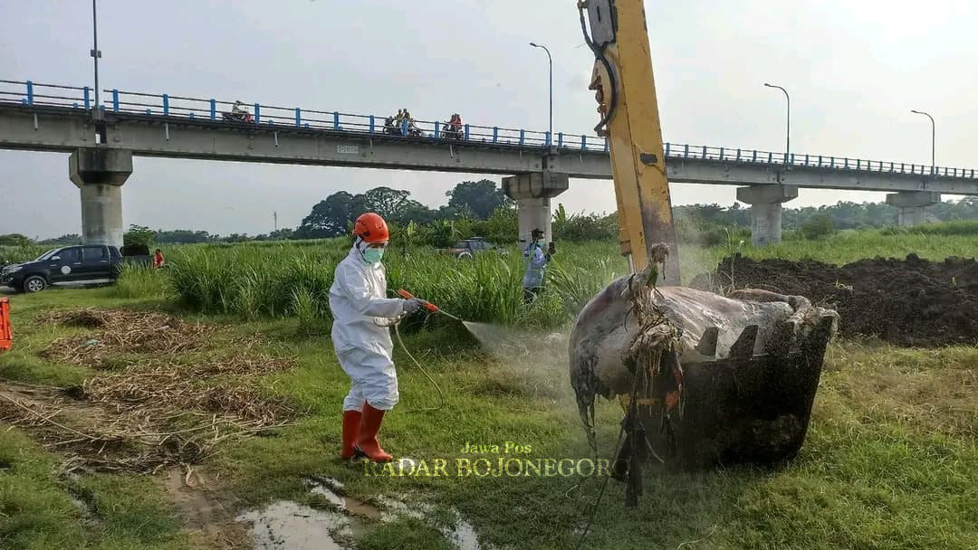 EVAKUASI: Petugas mengevakuasi bangkai sapi di Bendung Gerak Bnegawan Solo. Bangkai itu diduga korban wabah PMK. (DHANI WAHYU ALFIANSYAH/RADAR BOJONEGORO)
