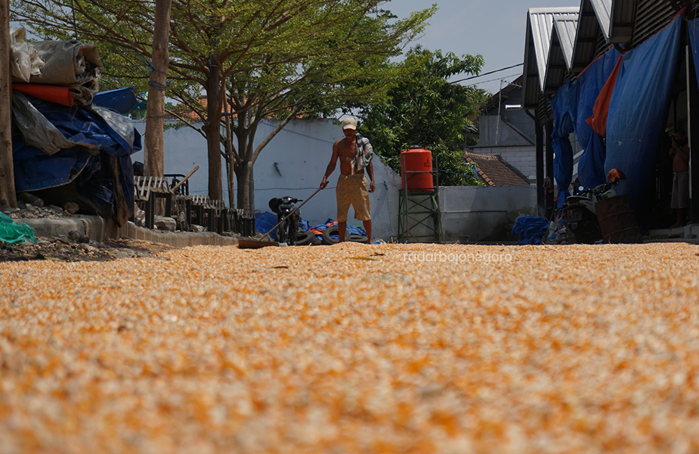 JEMUR JAGUNG: Pekerja gudang sedang menjemur jagung, belum memasuki panen, harga sudah mulai turun.