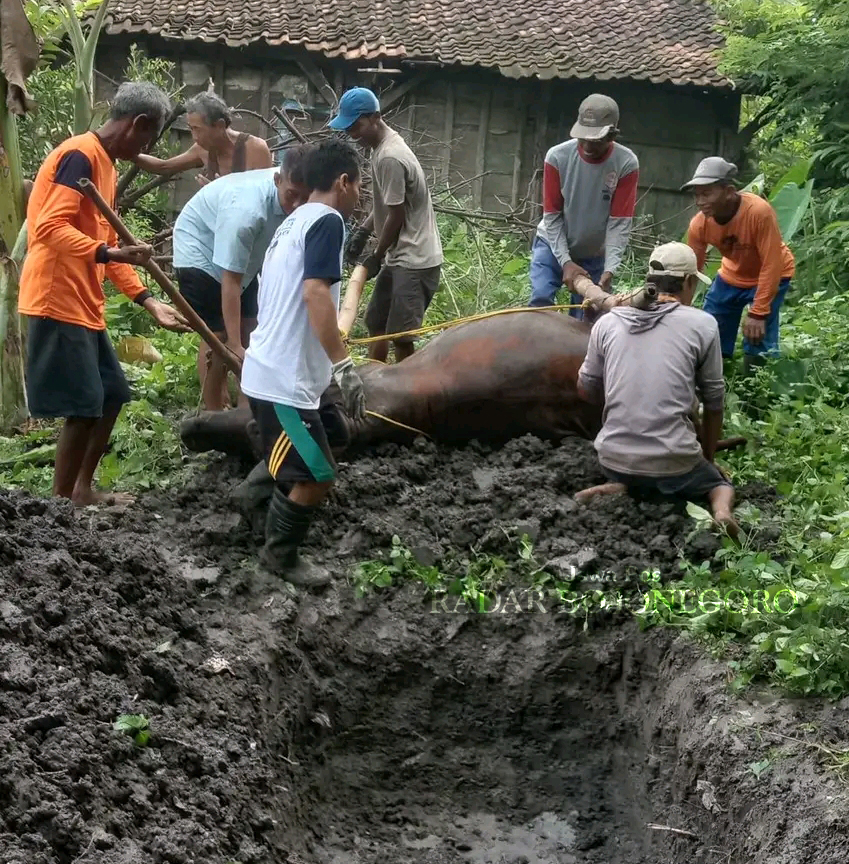 MENGUBUR SAPI: Warga gotong royong bersama tetangga untuk mengubur sapi mati akibat PMK. (DHANI WAHYU ALFIANSYAH/RADAR BOJONEGORO)