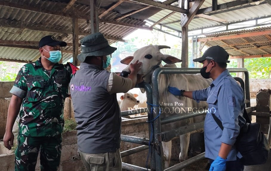 PEMERIKSAAN: Sapi milik peternak Kecamatan Tambakrejo sedang dilakukan pemeriksaan oleh dokter hewan setempat. (ISTIMEWA/RADAR BOJONEGORO)