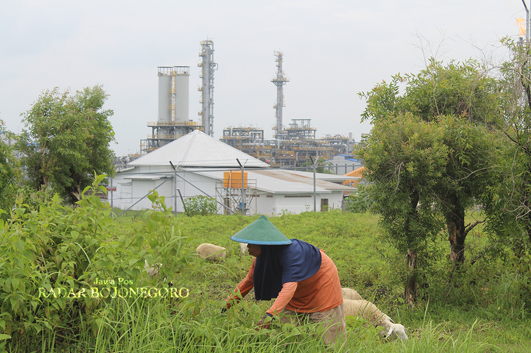 DESA PENGHASIL: Petani mencari rumput di sekitar lapangan minyak dan gas (migas) di Lapangan Banyu Urip Blok Cepu. (DHANI WAHYU ALFIANSYAH/RADAR BOJONEGORO)