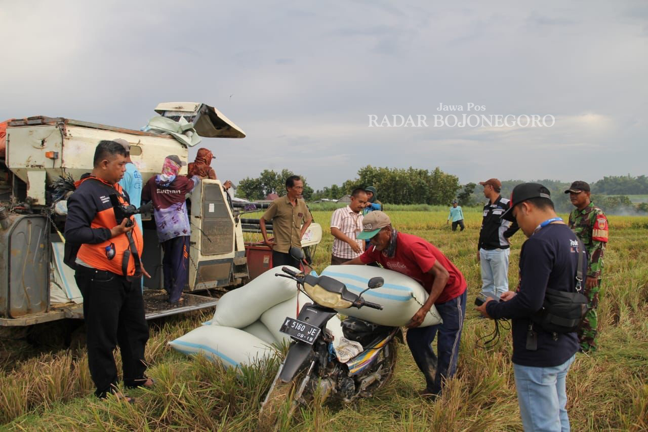 PENYERAPAN: Bulog cabang Pati wilayah Blora fokus menyerap gabah hasil panen perdana di awal tahun 2025. (ISTIMEWA/RADAR BOJONEGORO)