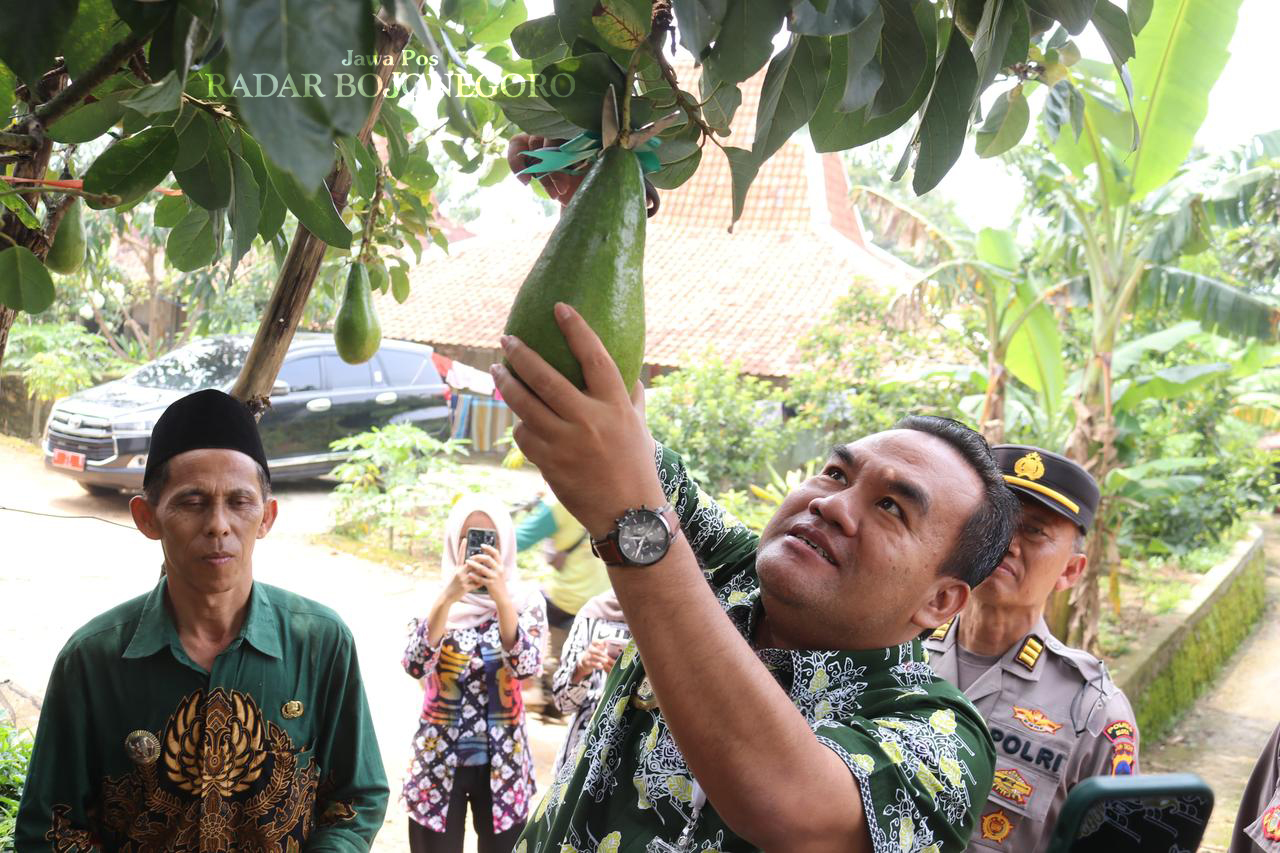 PETIK LANGSUNG: Bupati Blora Arief Rohman memetik langsung buah alpukat di Desa Bicak, Kecamatan Todanan, Blora. (LUKMAN HAKIM/RADAR BOJONEGORO)