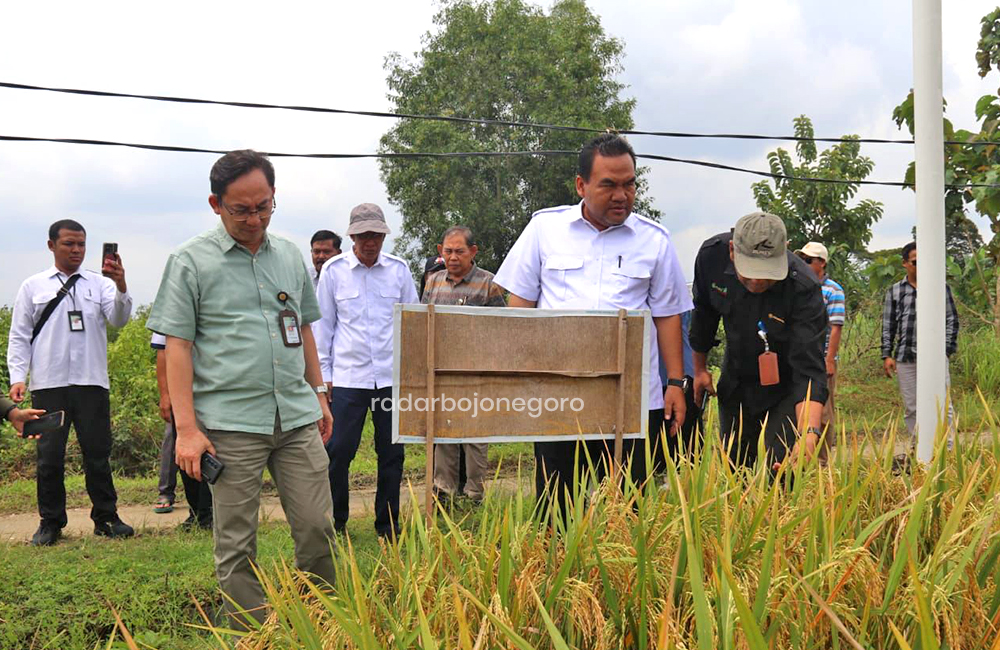 MONITORING: Bupati Arief Rohman melakukan peninjauan panen padi beberapa waktu lalu.