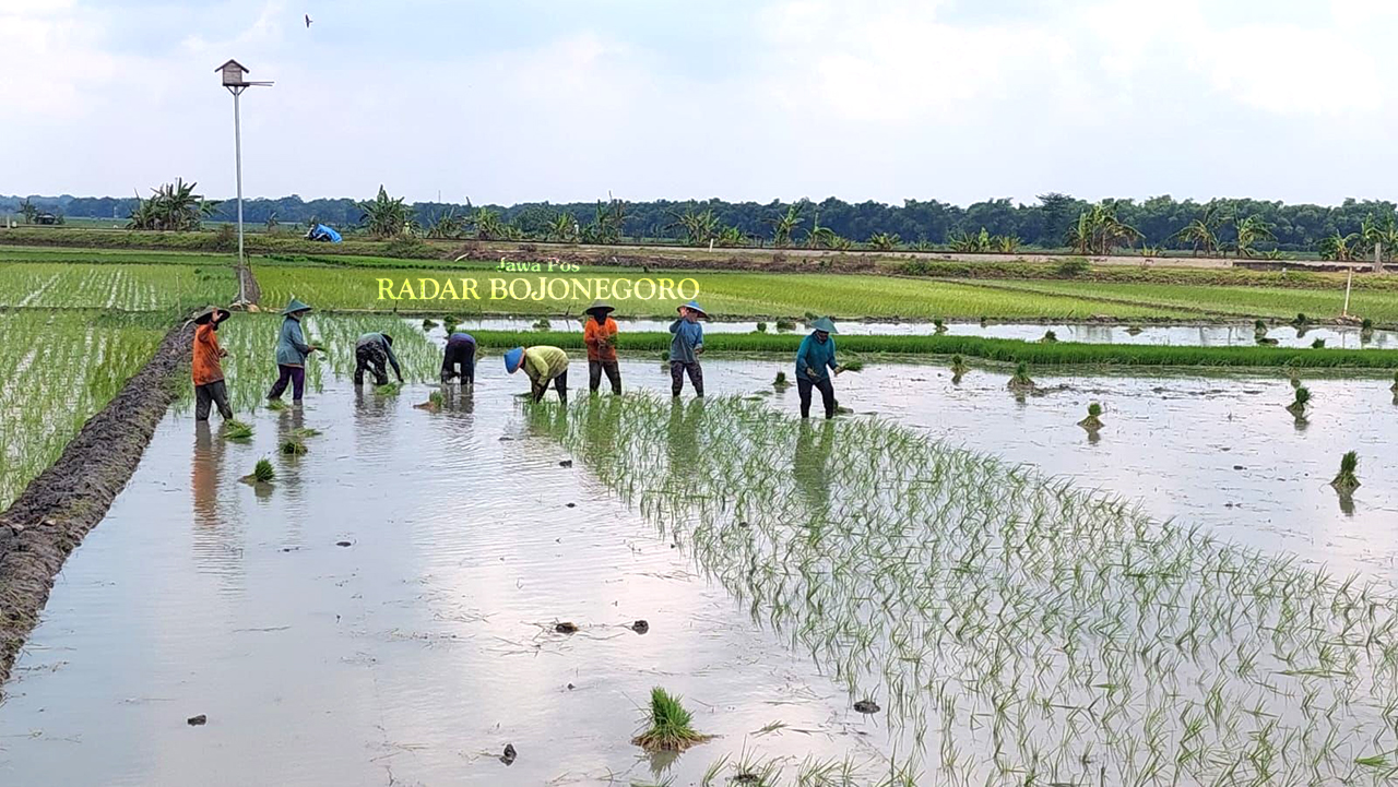 MUSIM TANAM: Para petani di area sawah Tambakromo, Kecamatan Cepu sedang menanam benih padi. (M. LUKMAN HAKIM/RADAR BOJONEGORO)