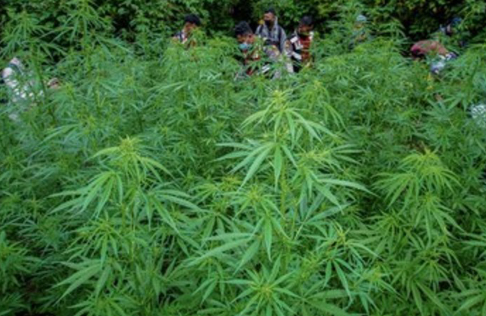 Temuan ladang ganja viral, berbagai kebijakan TNBTS mulai dipertanyakan oleh warganet. Mereka menyoroti sejumlah aturan yang dinilai terlalu ketat dan mencurigakan.