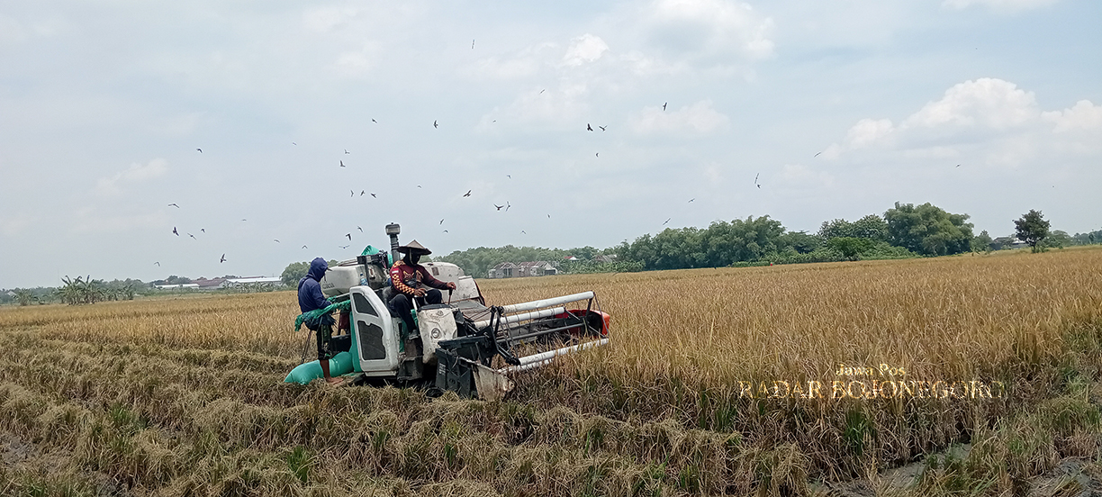 PANEN RAYA: Penyedia jasa mesin combi sedang memanen padi di sawah. Petani masih berlum berdaya menentukan harga hasil panennya sendiri. (YANA DWI KURNIYA WATI/RADAR BOJONEGORO)