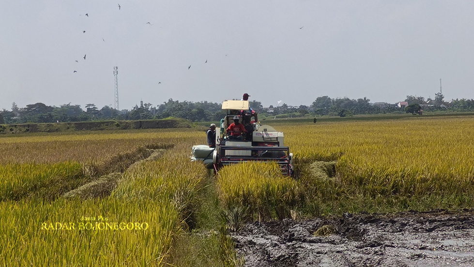 PANEN PADI: Memasuki panen padi tahun ini masih terjadi perbedaan harga di Bulog dan di lapangan. (YUAN EDO/RADAR BOJONEGORO)