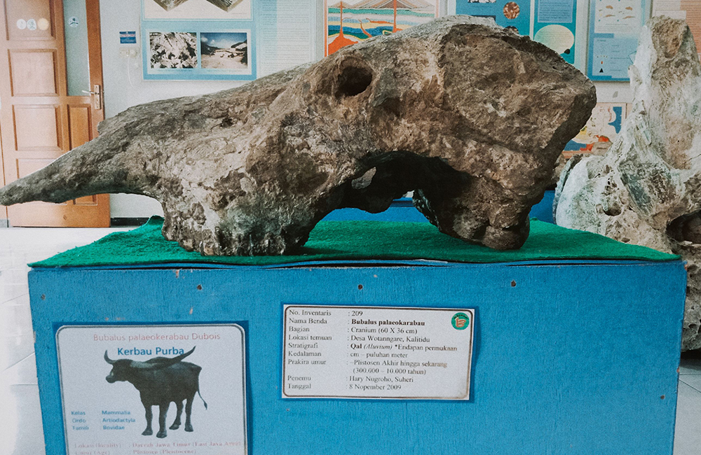 fosil kepala kerbau salah satu koleksi di museum 13