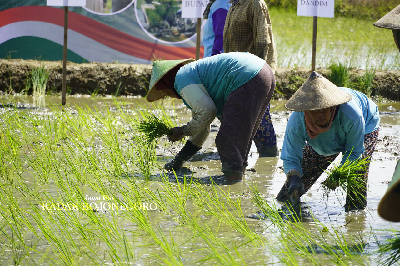 MENANAM PADI: Petani sedang menanam padi, luas lahan pertanian melebihi target nasional. (LUKMAN HAKIM/RADAR BOJONEGORO)