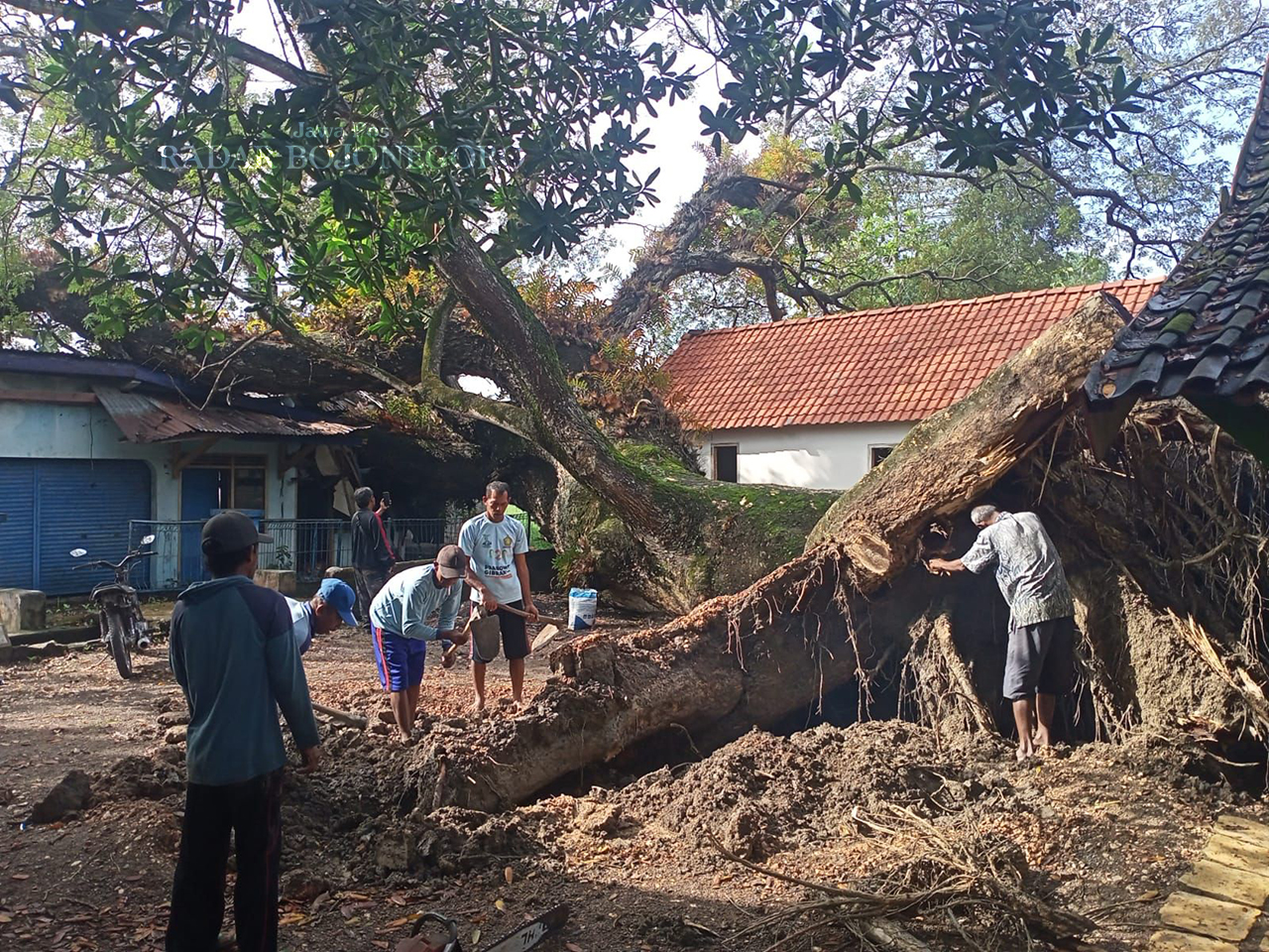 TUMBANG: Pohon asam berusia lebih dari 50 tahun di Desa Kutukan, Kecamatan Randublatung tumbang akibat diterjang hujan disertai angin kencang kemarin (13/5). (M. LUKMAN HAKIM/RADAR BOJONEGORO)