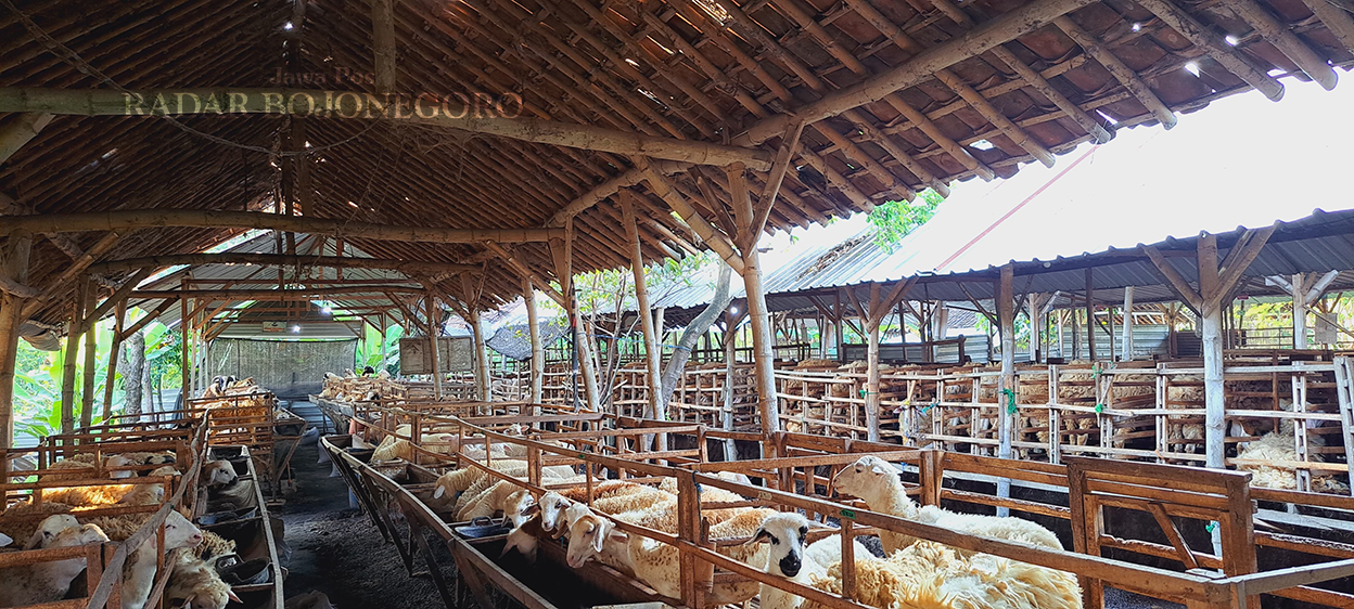 KANDANG DOMBA: Domba dan kambing masih menjadi pilihan warga untuk berkurban Idul Adha dibanding sapi. (IRVAN RAMADHON/RADAR BOJONEGORO)
