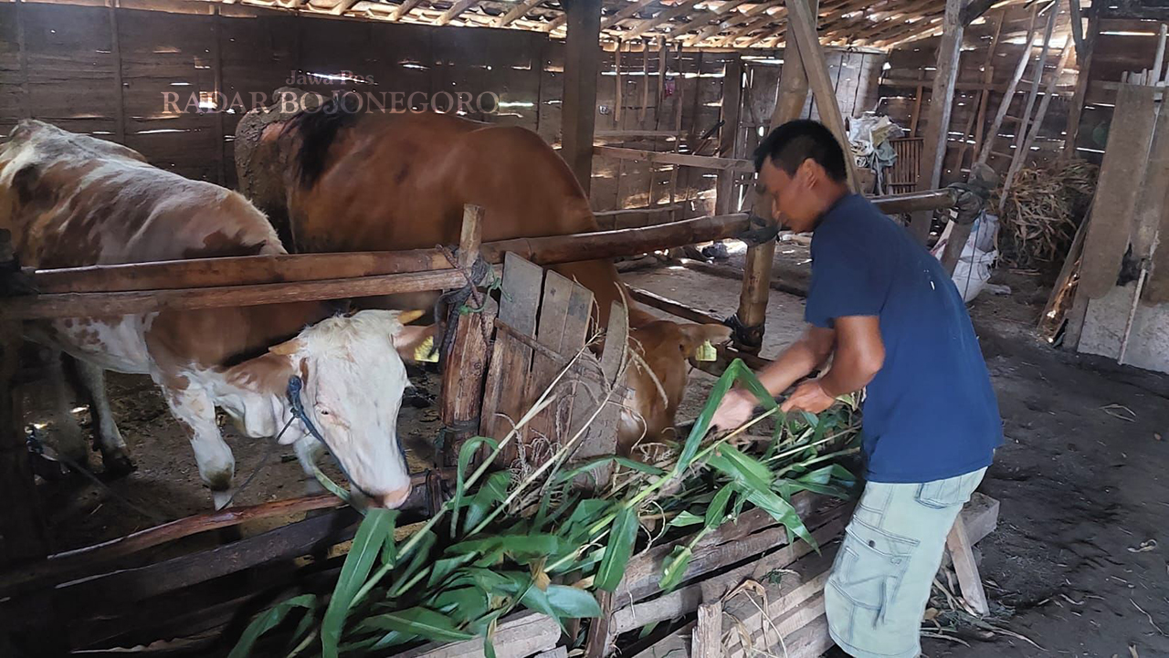 MERAWAT: Seorang peternak telaten merawat sapi yang akan dijual jelang Hari Raya Idul Adha. (M. LUKMAN HAKIM/RADAR BOJONEGORO)