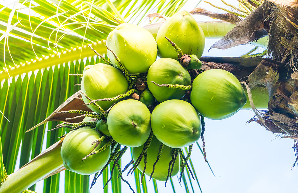 Buah kelapa kaya akan manfaat bagi tubuh salah satunya adalah merawat kulit