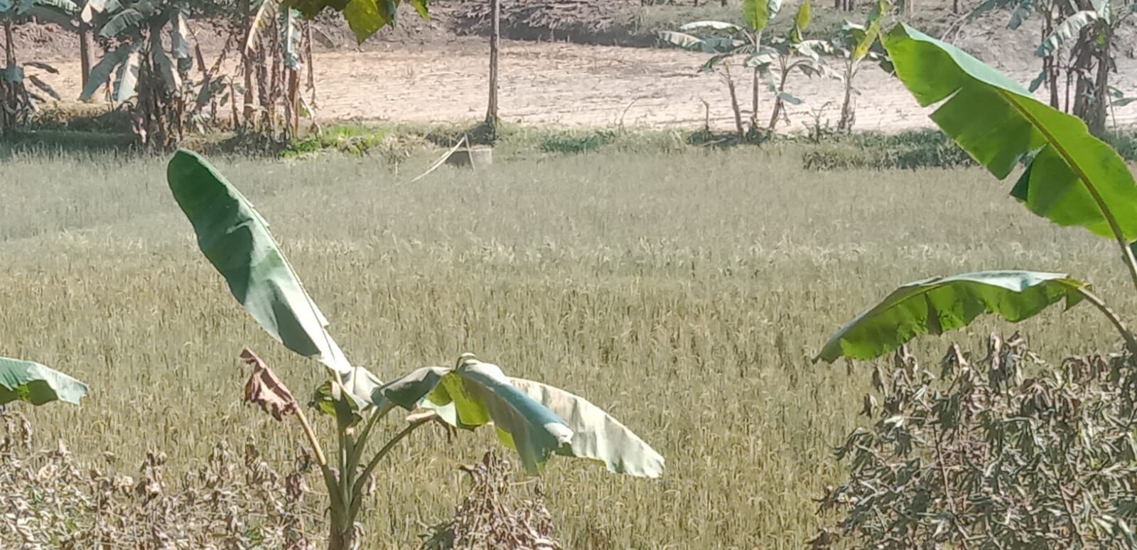 SAWAH RUSAK: Imbas dari banjir luapan Kali Lusi, lahan pertanian di Kecamatan Ngawen rusak.