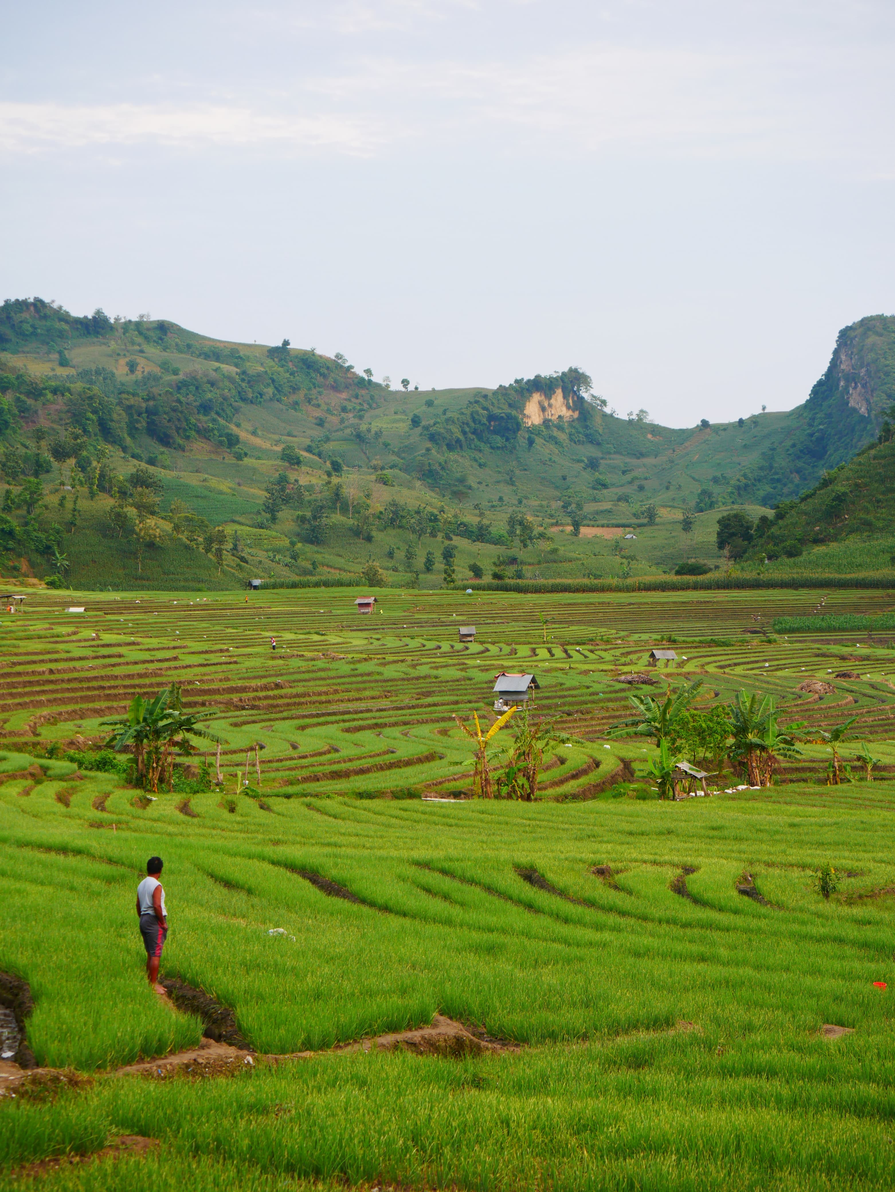 SEJUK: Area persawahan di Desa Klino, Kecamatan Sekar, Kabupaten Bojonegoro.