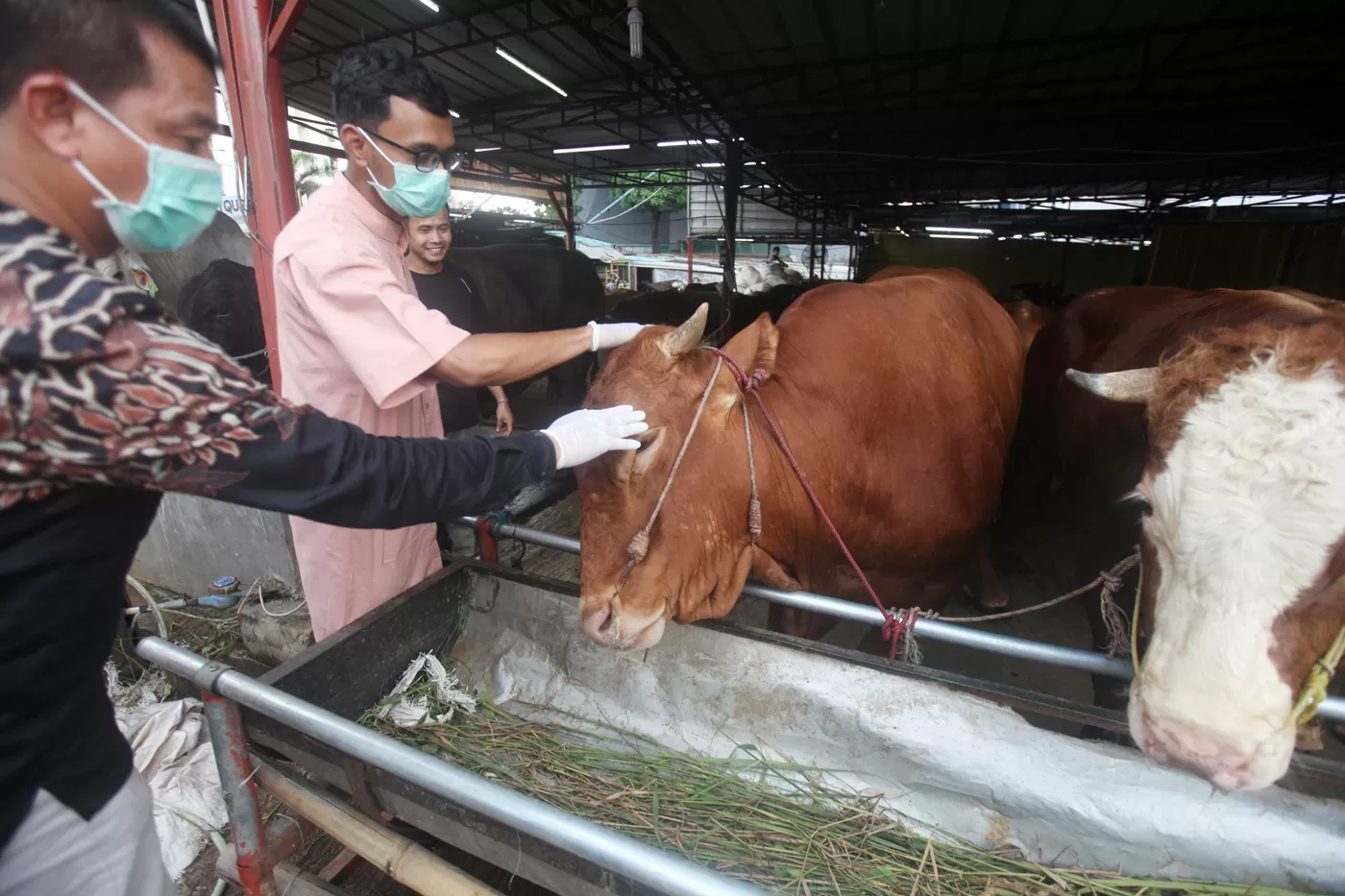 Jangan sembarangan, begini tips sebelum menyembelih hewan kurban agar tidak ngamuk.