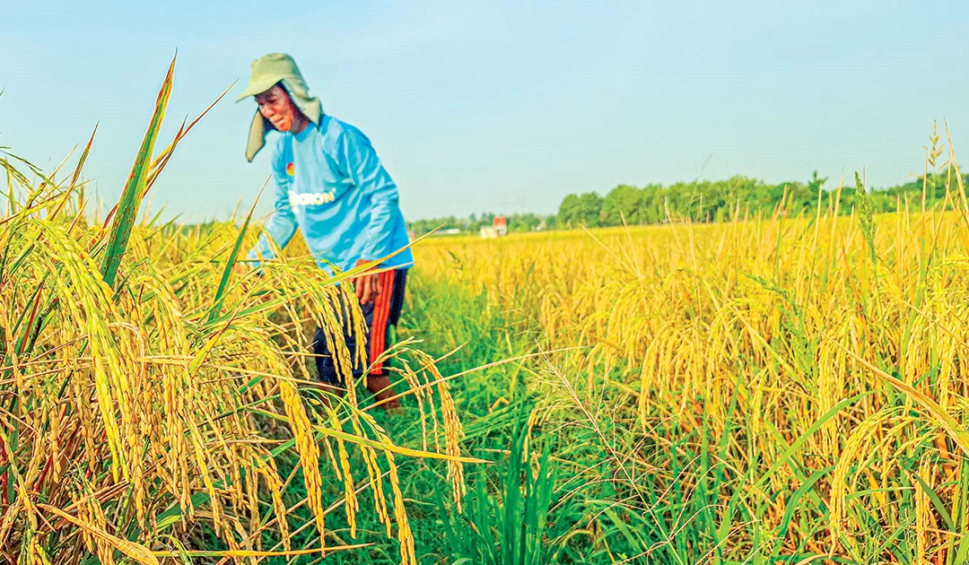 Petani di Kecamatan Kanor saat memantau tanaman padinya.