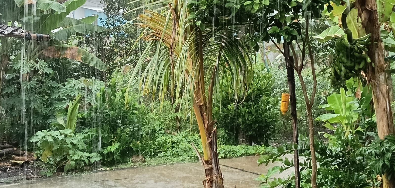 HUJAN PAGI: Pagi ini hujan mengguyur Bojonegoro dan sekitarnya