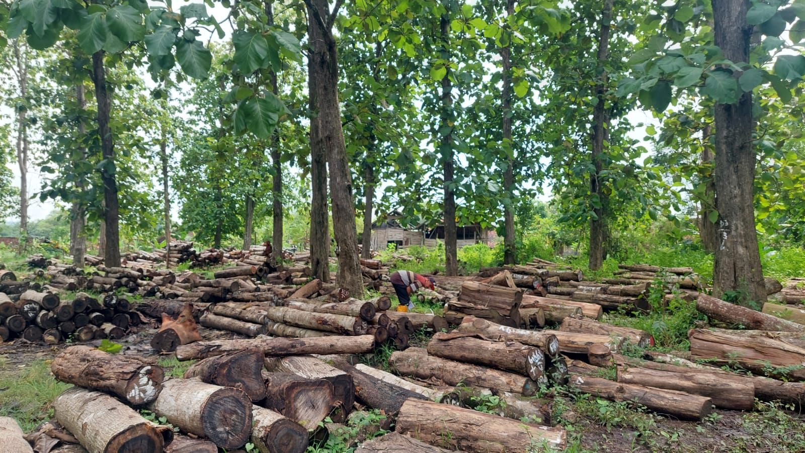 KAYU JATI: Pelaku pencurian kayu jati di Kawasan Hutan Nglebur KPH Cepu masih belum tertangkap. (LUKMAN HAKIM/RADAR BOJONEGORO)