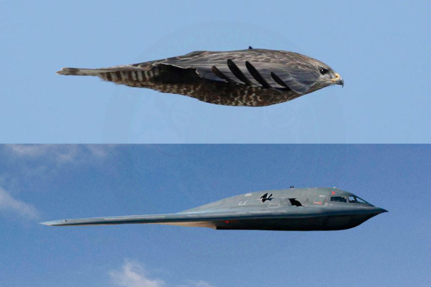 Perbandingan antara alap-alap kawah dengan B-2 Spirit dari samping. (Reddit)
