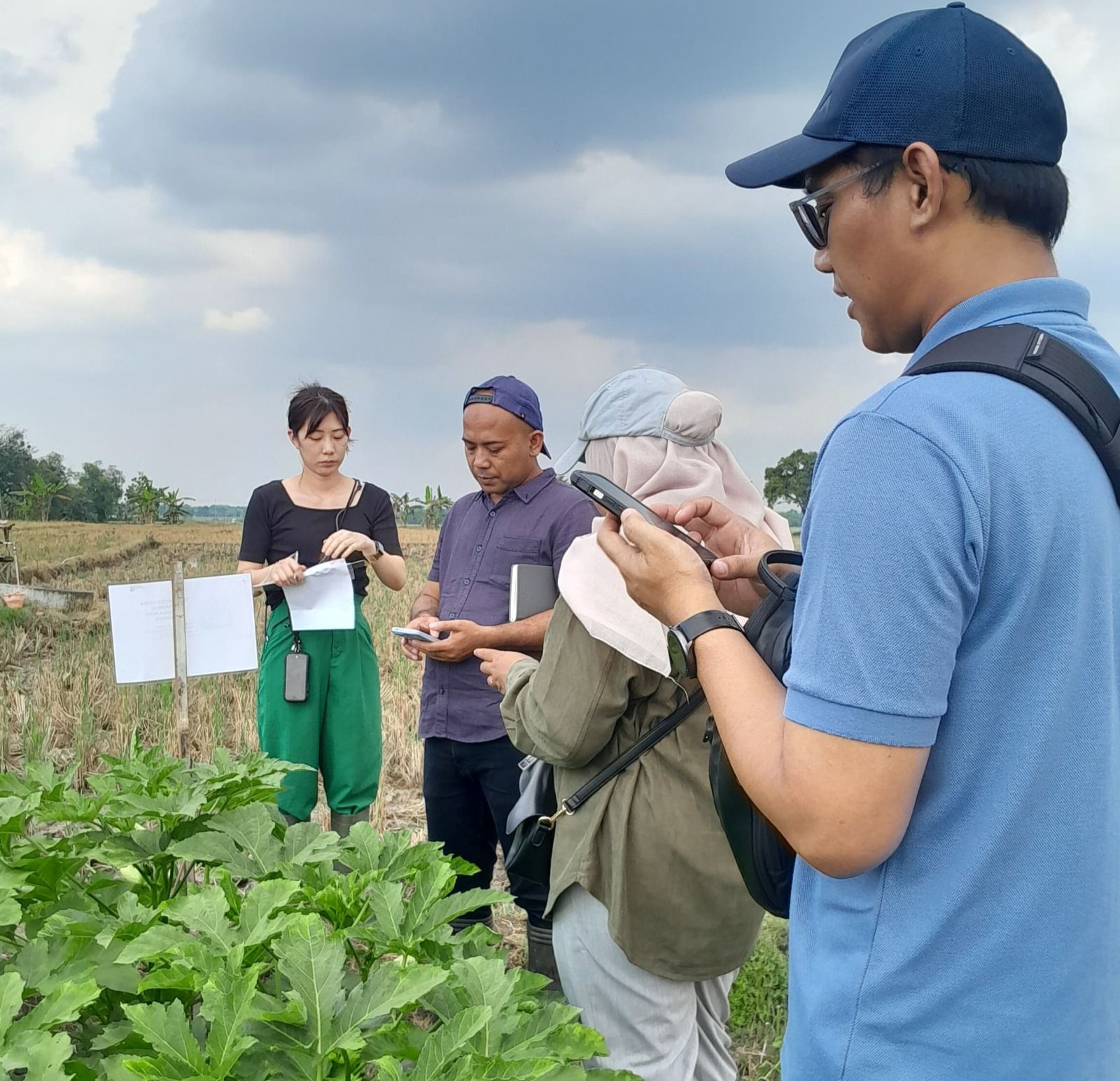 LEBIH MENJANJIKAN : Petani di Blora mulai banyak yang menanam okra.