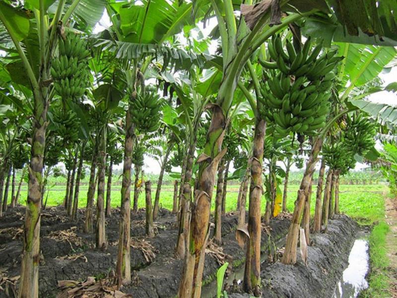 POHON PISANG