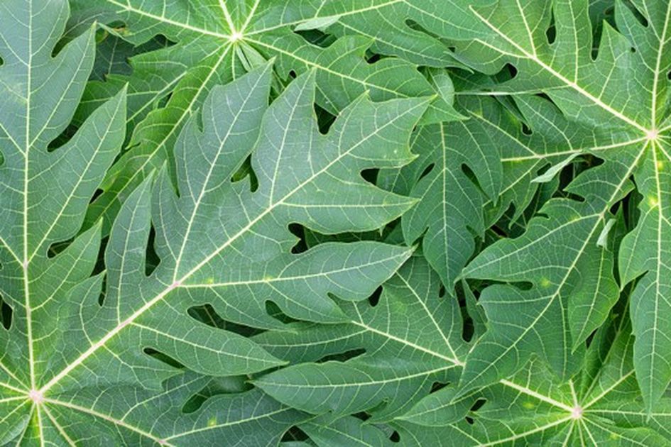 DAUN PEPAYA