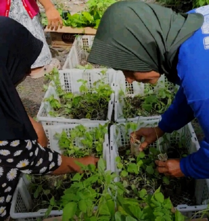 BIBIT GRATIS: Pemkab Bojonegoro bagikan bibit sayuran gratis.