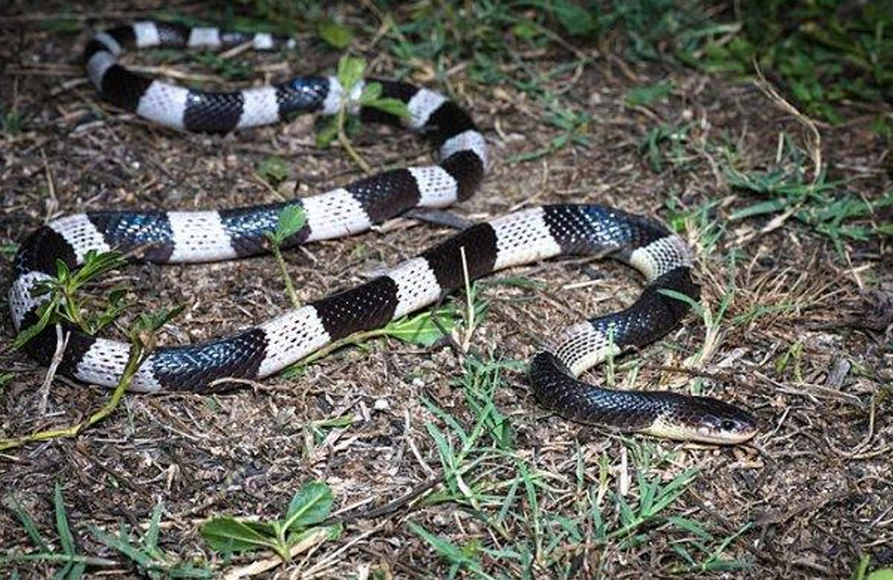 Ular weling dan beberapa jenis ular berbisa yang paling berbahaya di dunia.
