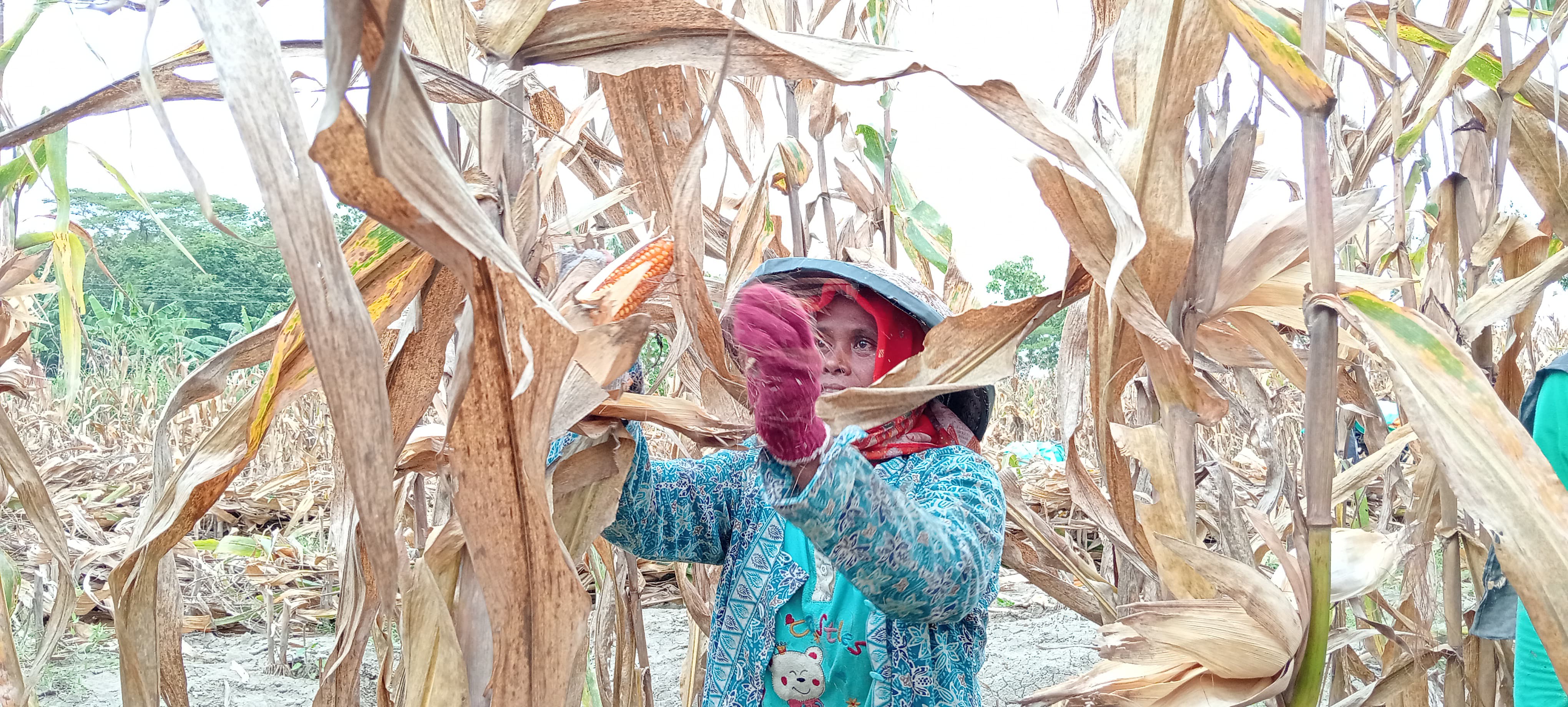 PANEN JAGUNG: Petani sedang memanen jagung, warga Desa Clebung, Kecamatan Bubulan mengeluhkan serangan hama tikus hingga babi hutan. (YANA DWI KURNIYA/RADAR BOJONEGORO)