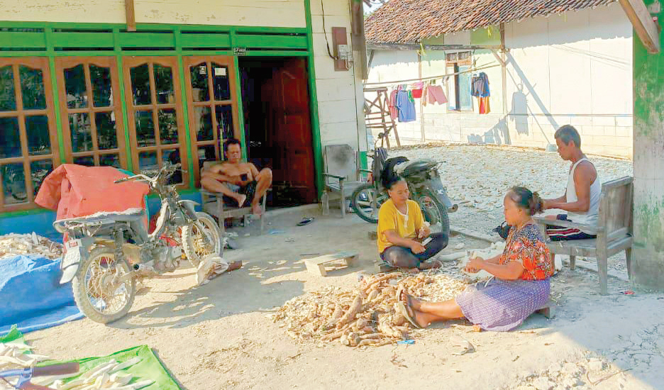 PANEN SINGKONG: Warga Kecamatan Bubulan panen singkong dengan harga Rp 2 ribu per kilogram. (YANA DWI KURNIYA WATI/RADAR BOJONEGORO)