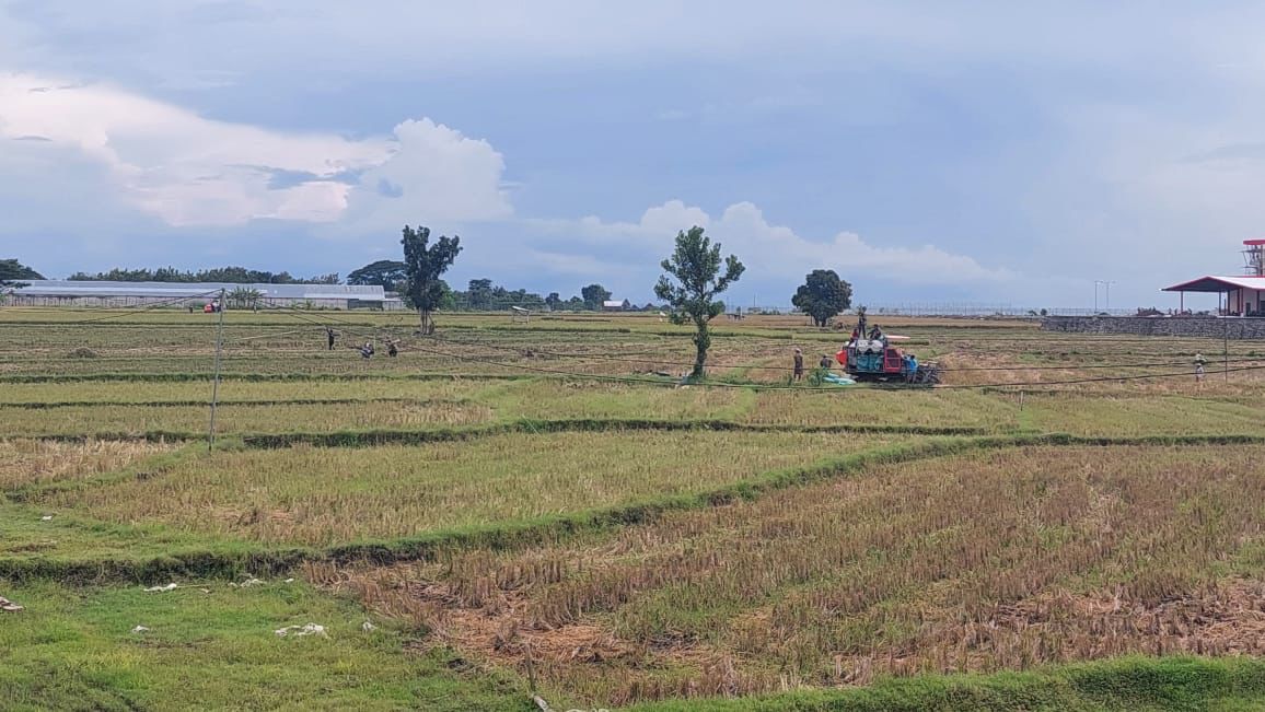 KRITIS: Lahan di Kecamatan Cepu tampak sebagian ditumbuhi ilalang, sebagian lagi tampak lahan kering usai musim panen jagung.
