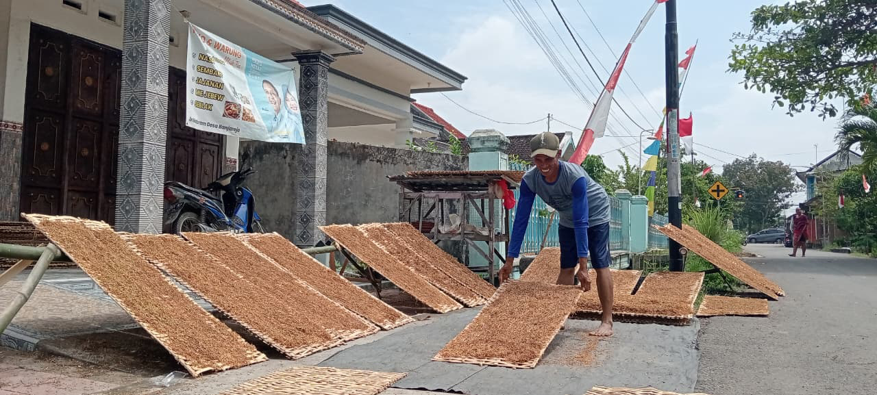 HARGA TURUN: Petani tembakau saat menjemur tembakau, harganya cenderung turun, dari Rp 45 ribu ke Rp 32 ribu per kilogram. (YANA DWI KURNIYA WATI/RADAR BOJONEGORO)