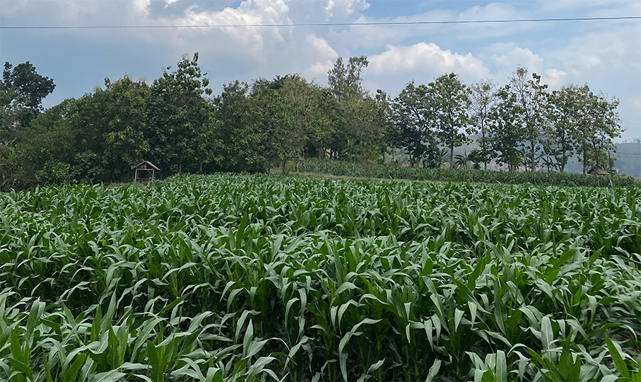 Perkebunan jagung di Desa Soko, Kecamatan Temayang (VIRA YUNIAR/Dok. Universitas Bojonegoro for Radar Bojonegoro)