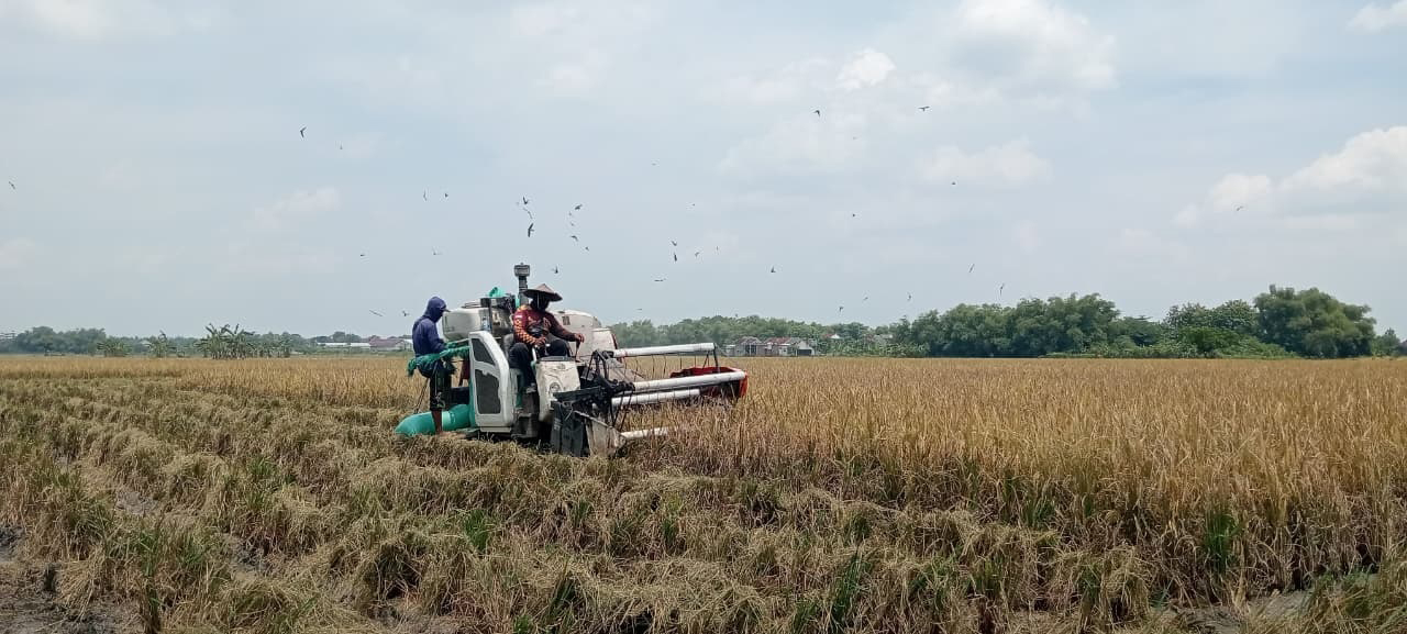 PANEN: Lahan persawahan di perbatasan wilayah Desa Semanding, Kecamatan Bojonegoro dan Desa Sambiroto, Kecamatan Kapas sedang dipanen menggunakan alat combine harvester.