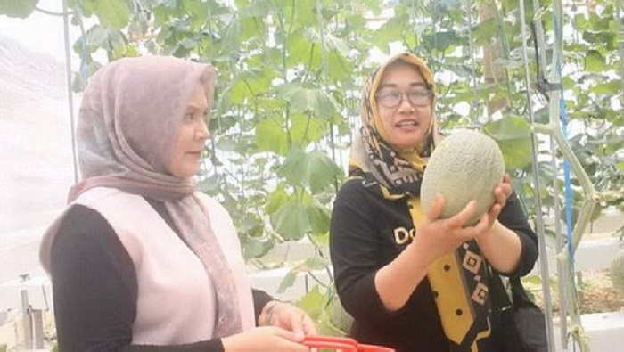 AGROWISATA: Budidaya melon di greenhose.