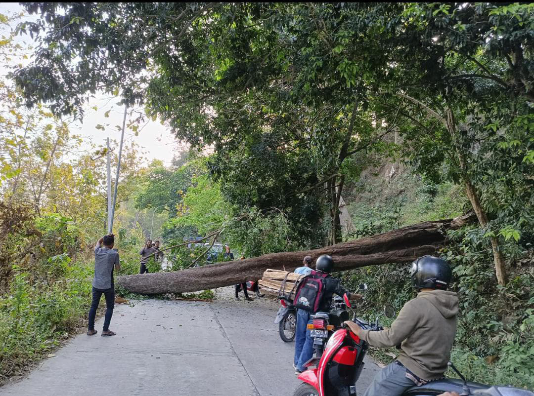 TUMBANG: Pohon tumbang menjadi penyebab listrik di Kecamatan Gondang Padam.
