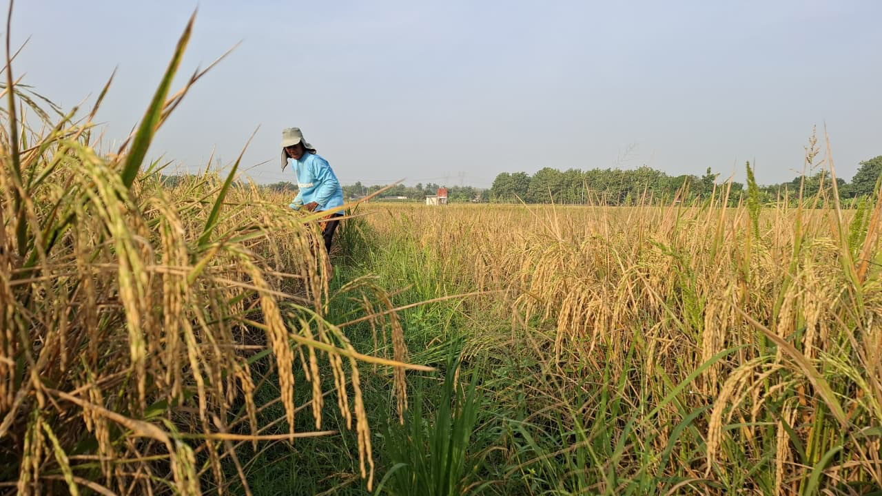 SIAP PANEN: Petani di Kecamatan Dander siap memanen padinya di sawah. Harga di lapangan tembus Rp 7.200 per kilogram.
