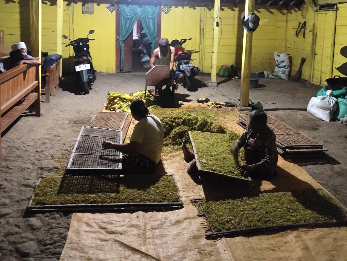 RAJANG TEMBAKAU: Petani sedang merajang tembakaunya, harga di musim ini terjun hingga Rp 10 ribu per kilogram.