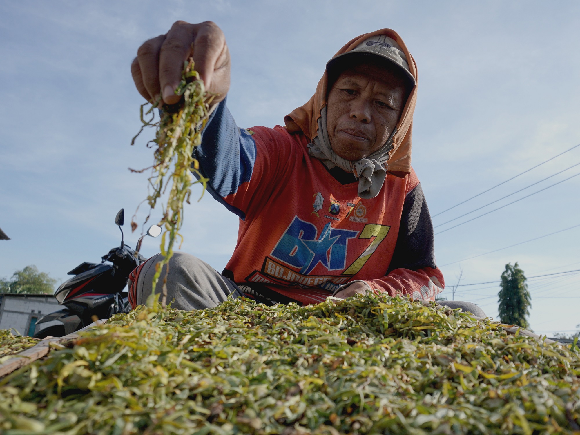 PROSES PENGERINGAN: Seorang pekerja menunjukkan sejumput tembakau basah yang masih diangin-anginkan di Desa Jono, Kecamatan Temayang, Jumat pagi (12/9).