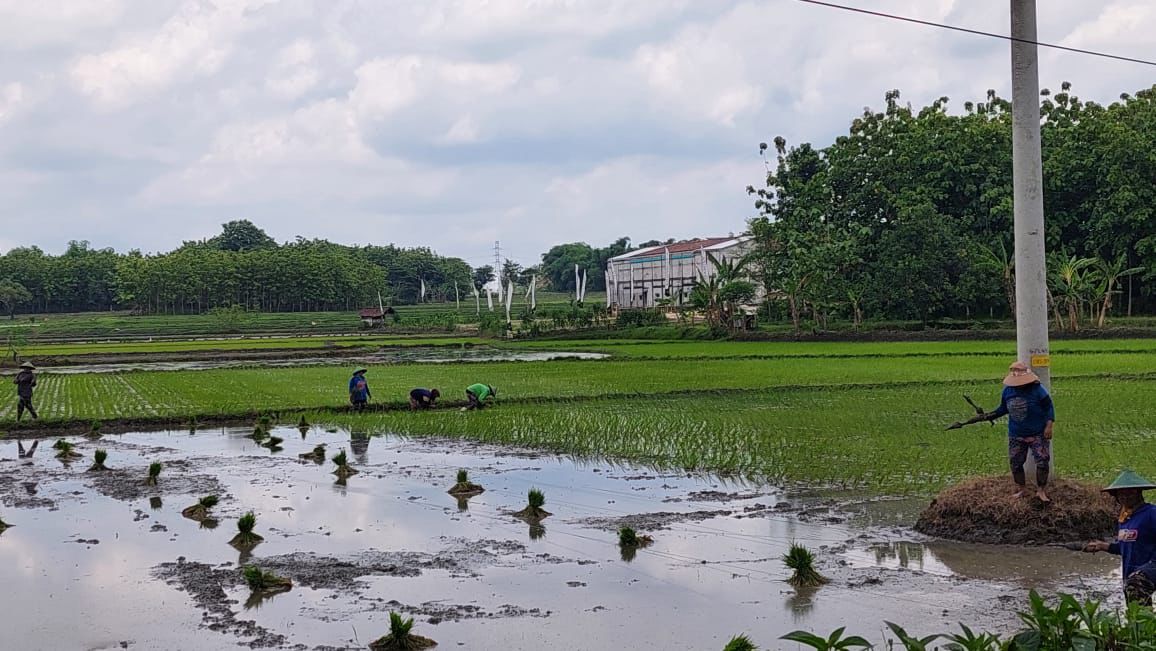 SUBUR : Kadar C organik lahan pertanian di Blora rendah. Pemkab menyarankan menggunakan pupuk organik.