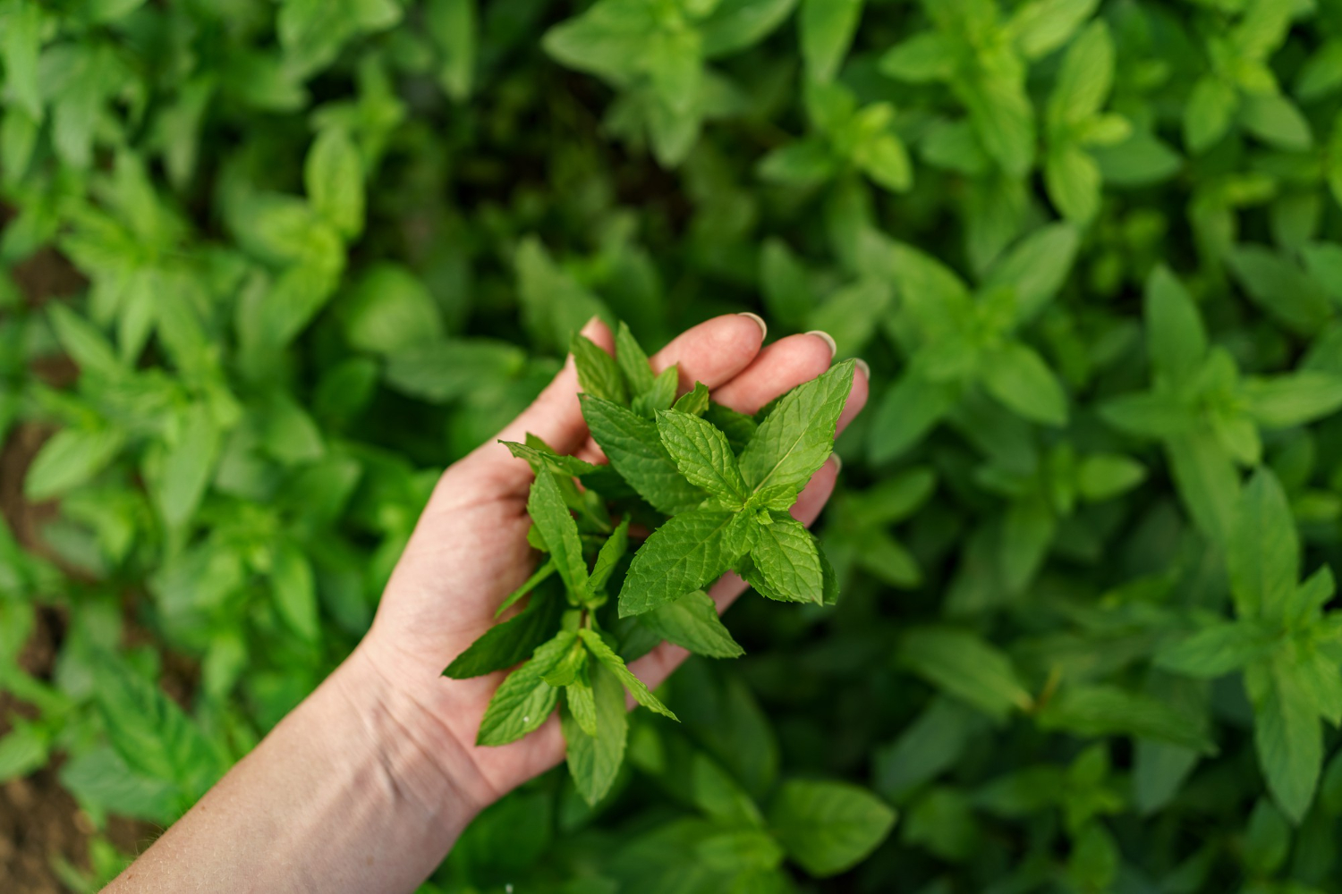Daun stevia punya rasa manis yang khas, cocok sebagai pengganti gula.