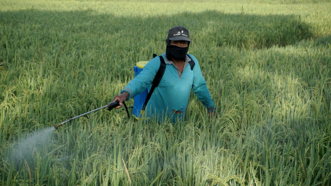 SUBUR: Seorang petani menyemprotkan pestisida pada tanaman padi di Desa Sumberarum, Kecamatan Dander, Kabupaten Bojonegoro. BMKG prediksi musim hujan datang lebih awal, ingatkan potensi pertanian.