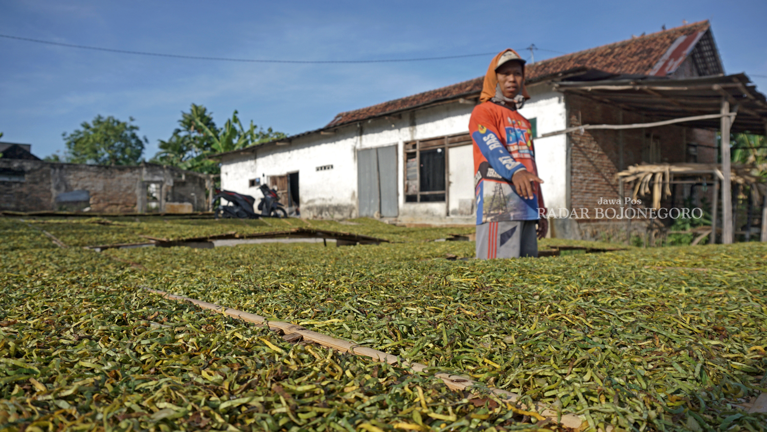 Ratusan widik tembakau diangin-anginkan, proses ini untuk mengeringkan tembakau rajangan.
