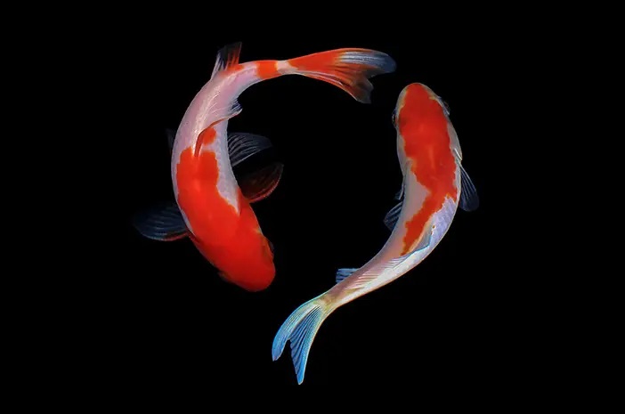 Sejarah dan asal-usul ikan koi.