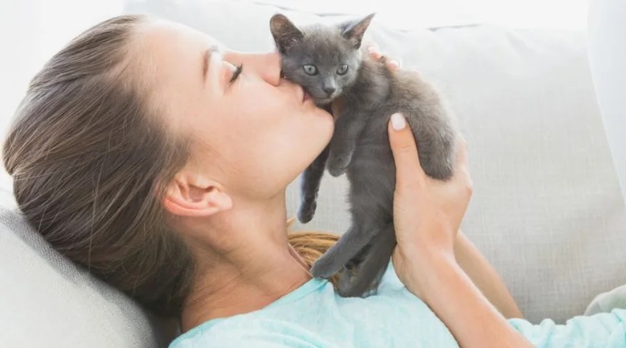 Memelihara kucing bermanfaat untuk kesehatan fisik dan mental.