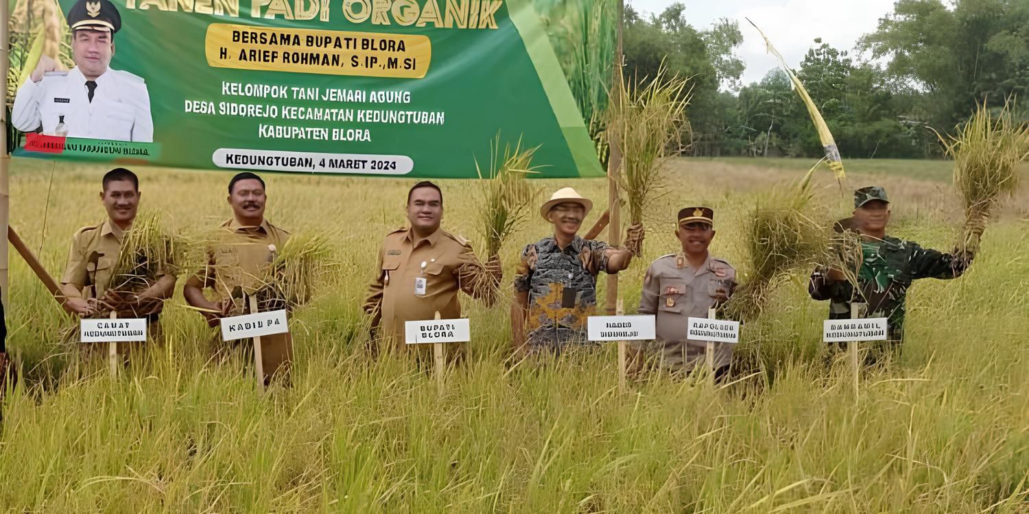 PRODUKSI MELIMPAH: Panen padi organik di Desa Sidorejo, Kecamatan Kedungtuban yang dihadiri Bupati. Kini 30 hektare sawah di Desa Sidorejo jadi percontohan.